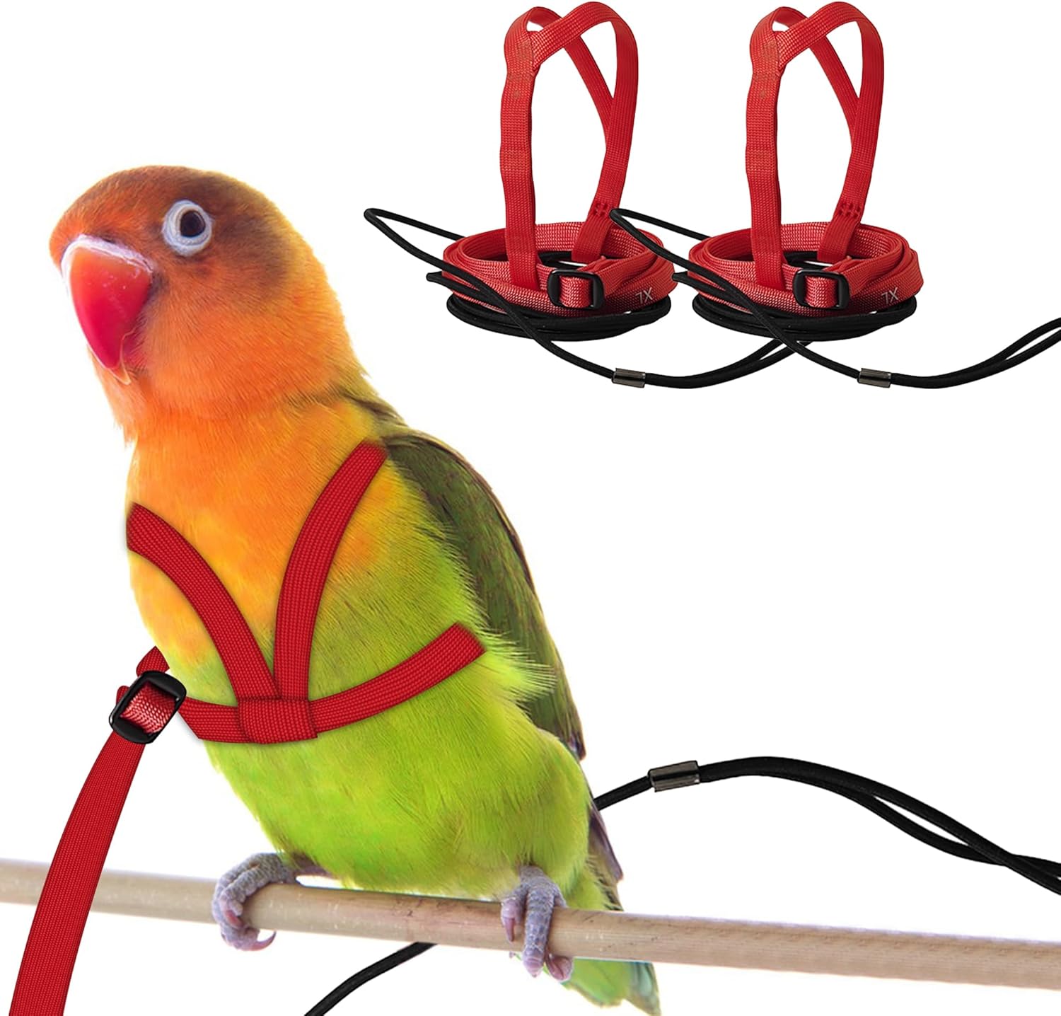 HOKABLE bird harness on a parrot during outdoor training
