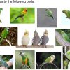 VANTRONIK Bird Harness Leash for Small Parrots Outdoor-3