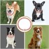 Khendyogn Dog Chain Collar Zinc Alloy Diamond Small Pets-2