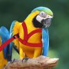 HOKABLE Bird Harness Soft Satin Material Training Leash-4