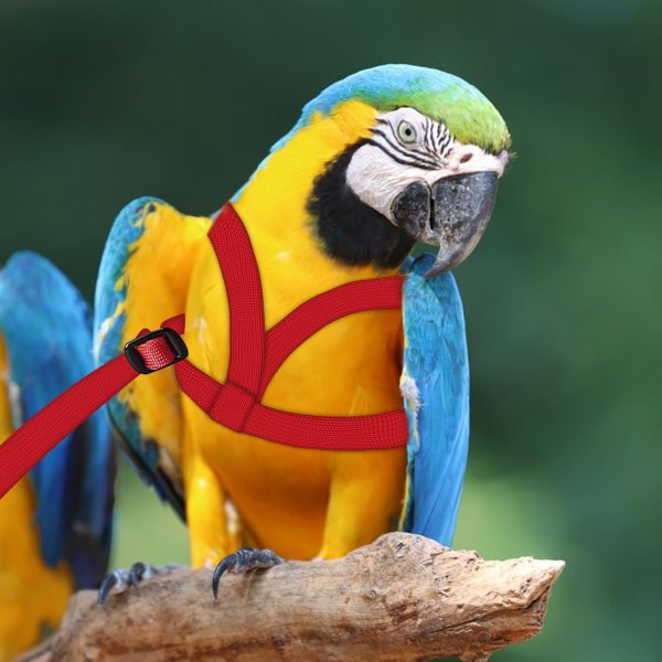 HOKABLE Bird Harness Soft Satin Material Training Leash-4