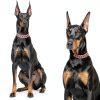 Khendyogn Dog Chain Collar Zinc Alloy Diamond Decoration-1