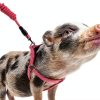 YeeBeny Mini Pig Harness Adjustable Nylon Pet Walking Gear-3